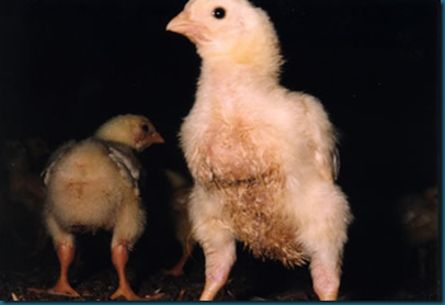 Exposing Routine Animal Cruelty in the Chicken Industry |Gaia's Blog
